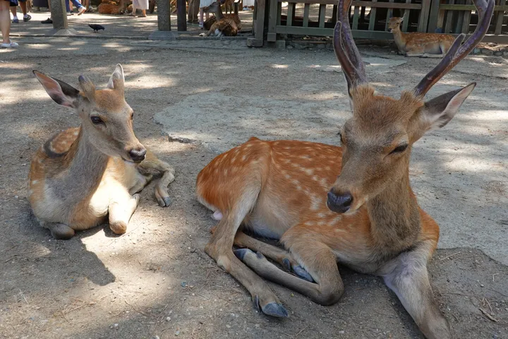 A deer and a fawn lying in the shade on packed earth.
