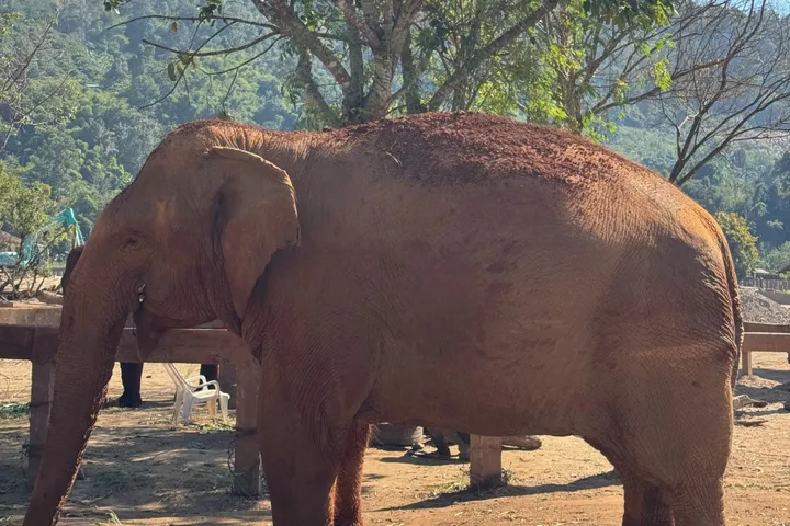 An elephant standing on dry ground beside a wooden fence, with wooded hills behind.