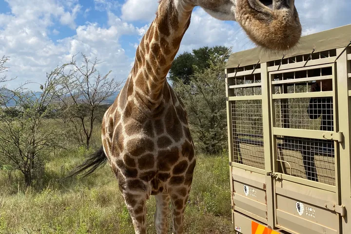 A giraffe standing close beside a safari truck.